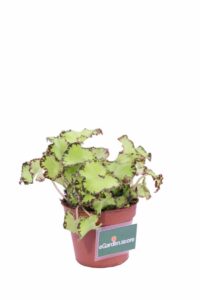 Begonia Beleaf Lima Love v9 egarden.store online