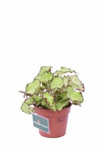 Begonia Beleaf Lima Love v9 egarden.store online