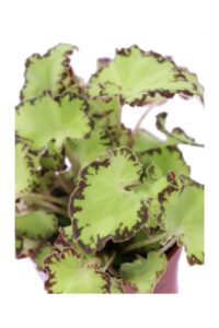 Begonia Beleaf Lima Love v9 egarden.store online