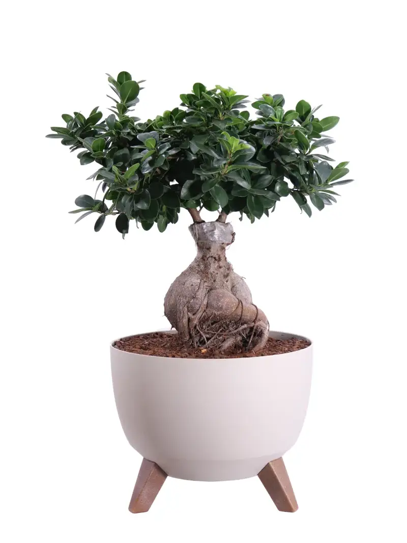 Bonsai Ficus Ginseng Deco Legs v35 egarden.store online