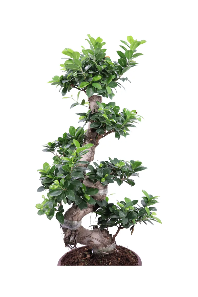Bonsai Ficus Ginseng S Shape v27 egarden.store online