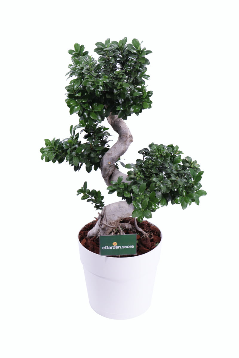 Bonsai Ficus Ginseng Recy - Vivaio Online eGarden