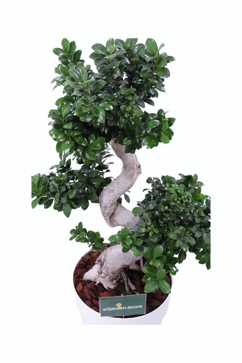 Bonsai Ficus Ginseng v38 egarden.store online