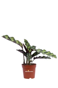 Calathea Insignis Lancifolia v7 egarden.store online
