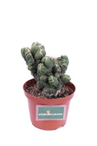 Cereus Mostruosa crestata v10 egarden.store online