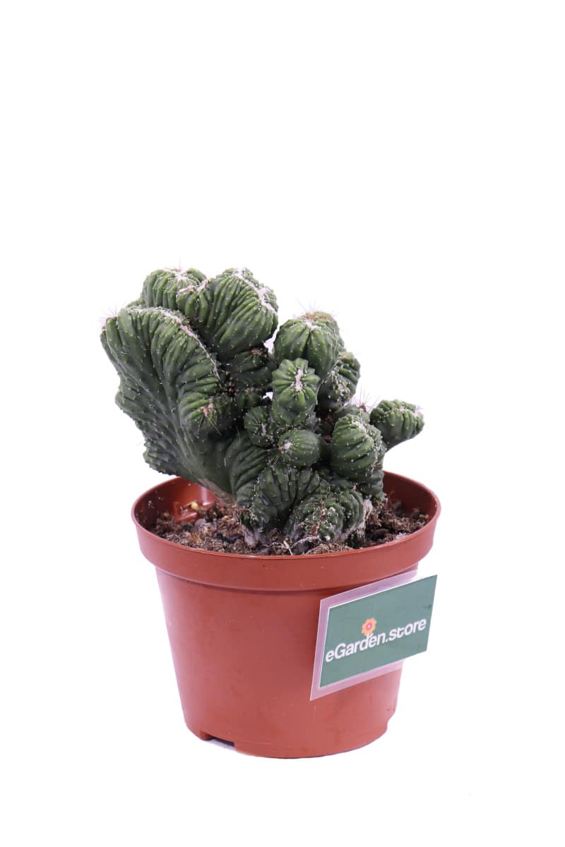 Cereus Mostruosa crestata v10 egarden.store online