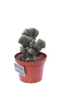 Cereus Mostruosa crestata v10 egarden.store online