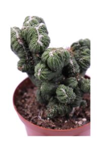 Cereus Mostruosa crestata v10 egarden.store online