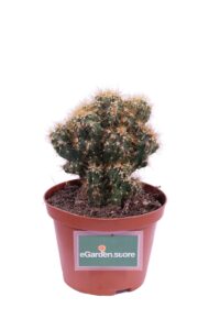 Cereus Mostruosa gialla v10 egarden.store 1 Cereus Mostruosa gialla v10 egarden.store online