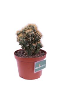 Cereus Mostruosa gialla v10 egarden.store 2 Cereus Mostruosa gialla v10 egarden.store online