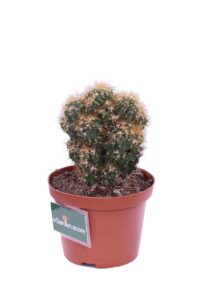 Cereus Mostruosa gialla v10 egarden.store 3 Cereus Mostruosa gialla v10 egarden.store online