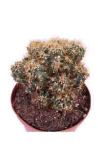 Cereus Mostruosa gialla v10 egarden.store 4 Cereus Mostruosa gialla v10 egarden.store online