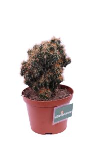 Cereus Mostruosa rossa v10 egarden.store online