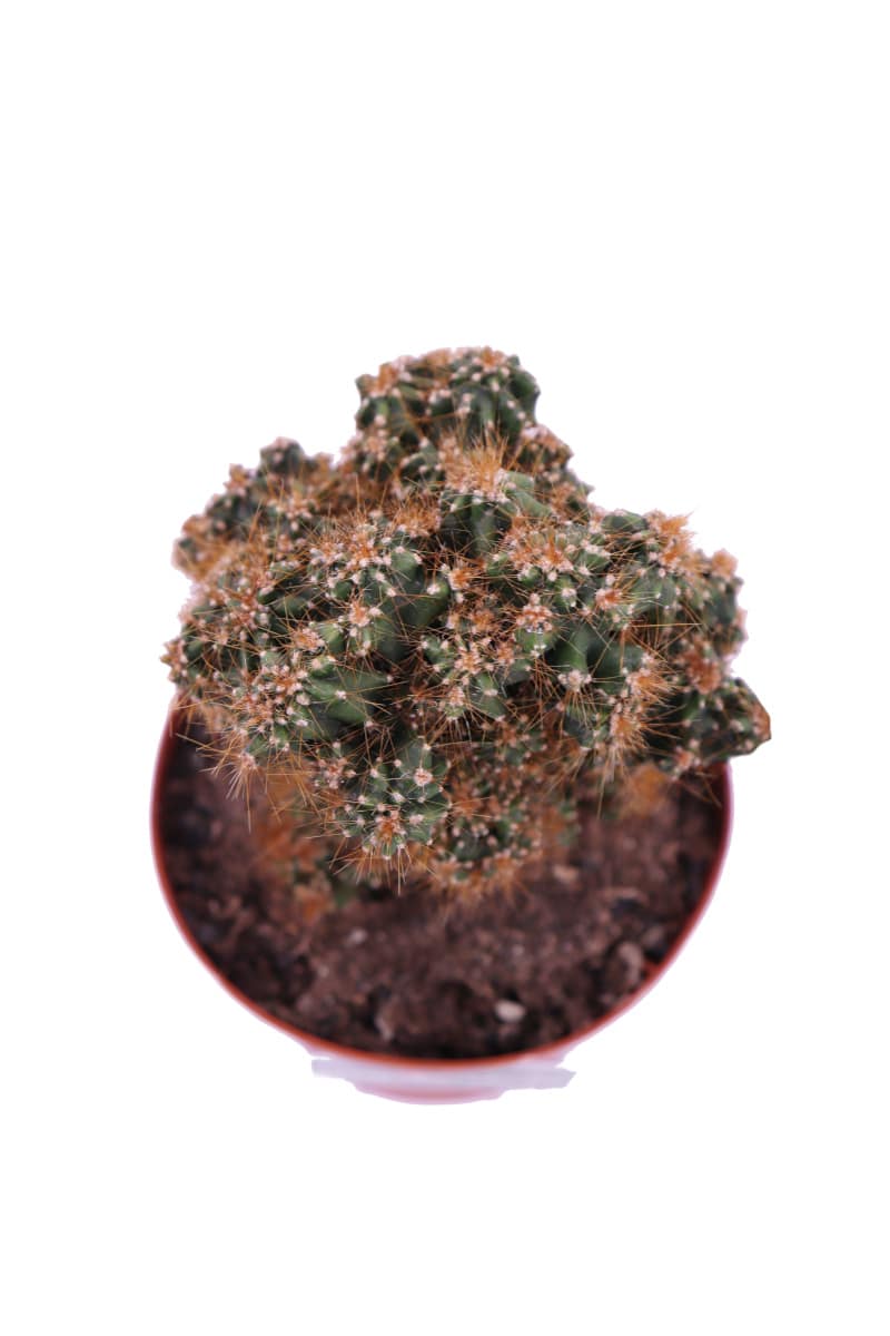 Cereus Mostruosa rossa v10 egarden.store online