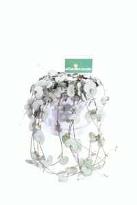 Ceropegia Woodii Silver Glory v11 egarden.store online