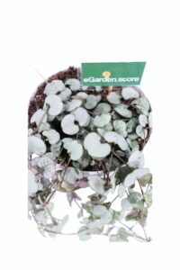 Ceropegia Woodii Silver Glory