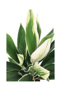 Cordyline Fruticosa Conga v20 egarden.store 4 Cordyline Fruticosa Conga v20 egarden.store online