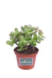 Crassula Portulcea Minor v10 egarden.store 1 Crassula Portulcea Minor v10 egarden.store online