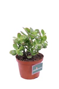 Crassula Portulcea Minor v10 egarden.store 2 Crassula Portulcea Minor v10 egarden.store online