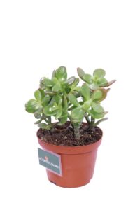 Crassula Portulcea Minor v10 egarden.store 3 Crassula Portulcea Minor v10 egarden.store online
