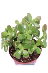 Crassula Portulcea Minor v10 egarden.store 4 Crassula Portulcea Minor v10 egarden.store online