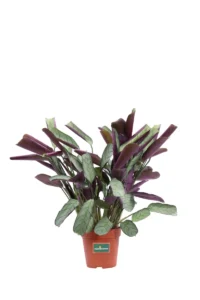 Ctenanthe Burle Marxii Amagris v12 egarden.store online