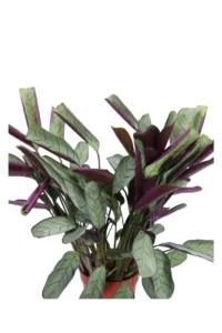 Ctenanthe Burle Marxii Amagris v12 egarden.store online