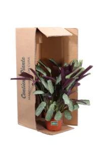 Ctenanthe Burle Marxii Amagris v12 egarden.store online