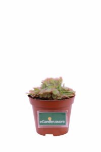 Drosera Aliciae v9 egarden.store 1 Drosera Aliciae v9 egarden.store online