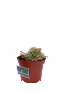 Drosera Aliciae v9 egarden.store 3 Drosera Aliciae v9 egarden.store online