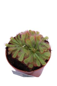Drosera Aliciae v9 egarden.store 4 Drosera Aliciae v9 egarden.store online