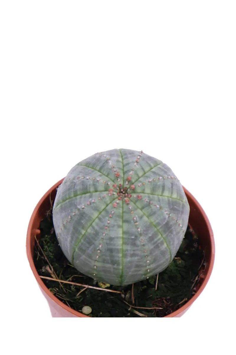 Euphorbia Obesa v5 egarden.store online