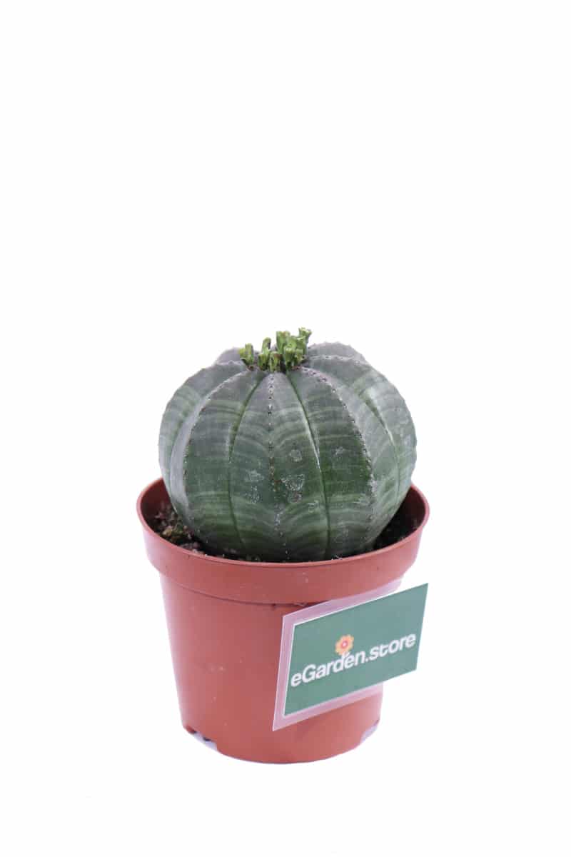 Euphorbia Obesa v8 egarden.store online
