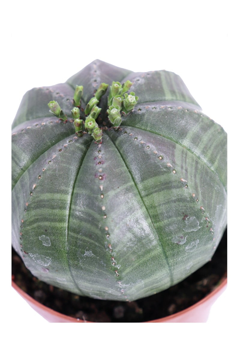 Euphorbia Obesa v8 egarden.store online