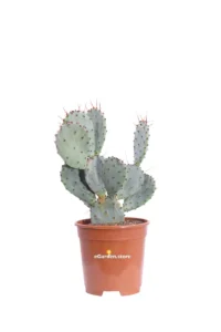 Fico d'India Viola - Opuntia Violacea v17 egarden.store online