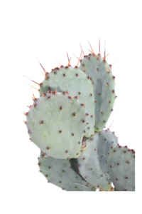 Fico d'India Viola - Opuntia Violacea v17 egarden.store online