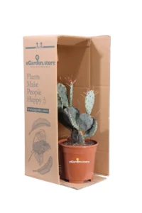 Fico d'India Viola - Opuntia Violacea v17 egarden.store online