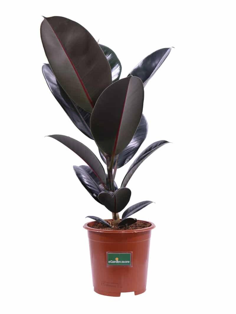 Ficus Elastica Abidjan v17 egarden.store online