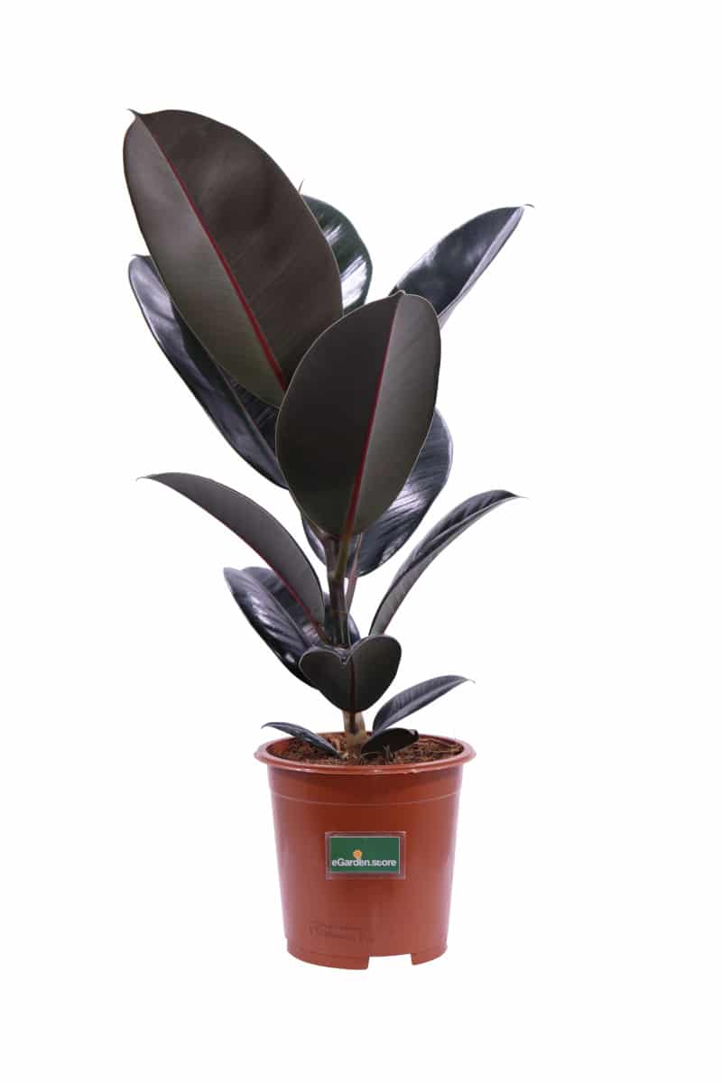 Ficus Elastica Abidjan v17 egarden.store online