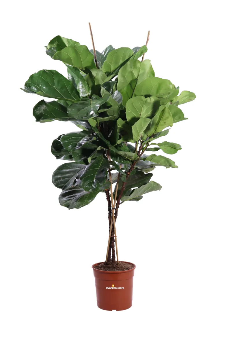 Ficus Lyrata Alberello v24 egarden.store online