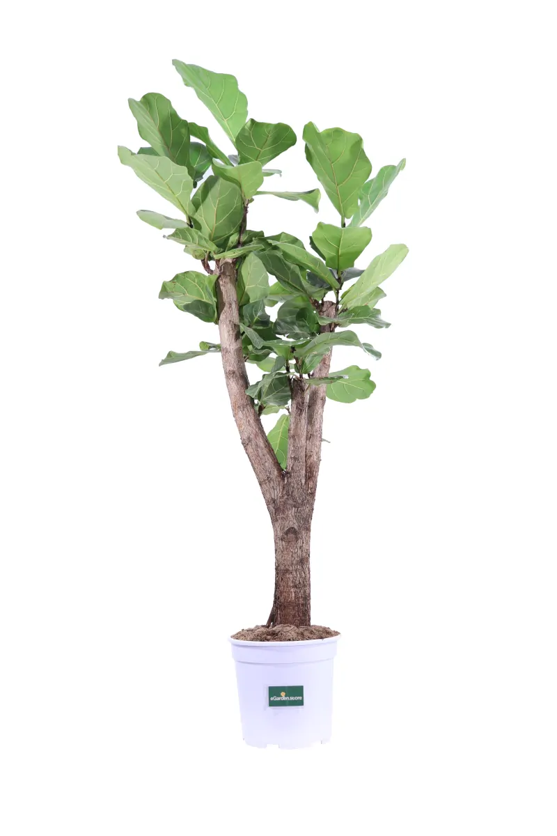 Ficus Lyrata Alberello v27 egarden.store online