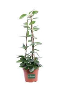 Hoya Australis v17 egarden.store online