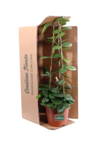 Hoya Australis v17 egarden.store online