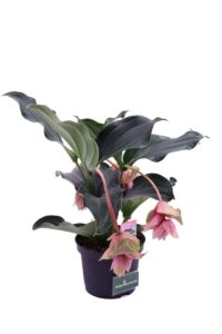 Medinilla Jadore Do Vita v17 egarden.store online