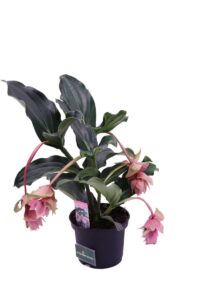 Medinilla Jadore Do Vita v17 egarden.store online