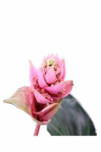 Medinilla Jadore Do Vita v17 egarden.store online