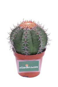 Melocactus Matanzanus v10 egarden.store online