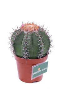 Melocactus Matanzanus v10 egarden.store online