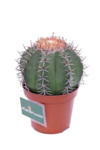 Melocactus Matanzanus v10 egarden.store online