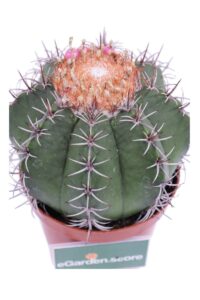 Melocactus Matanzanus v10 egarden.store online